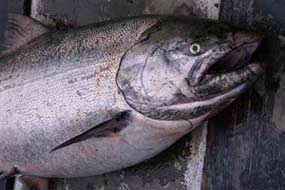 buy our fish yukon river