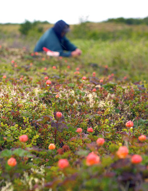 elder picking berries in Emmonak Alaska