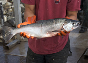 chinook salmon